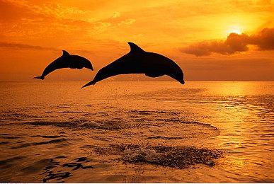 《绝地潜兵2》周活跃玩家超250万 CCO发文庆祝